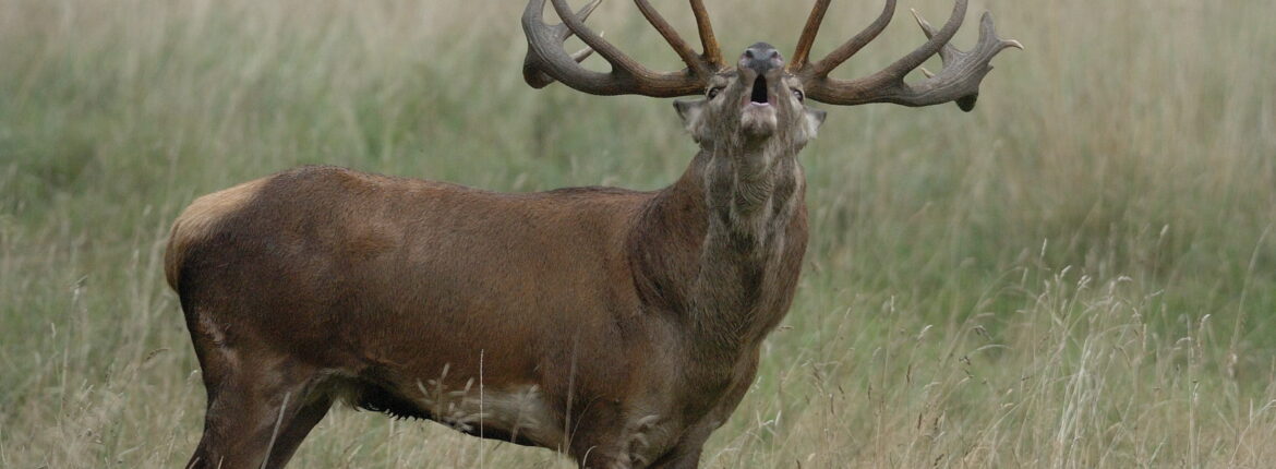 Hirsch auf einer Wiese