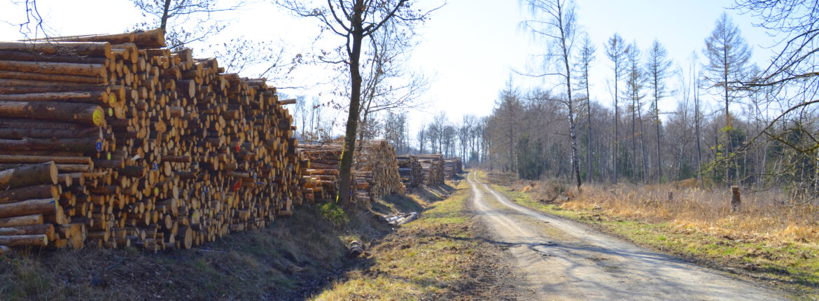 Waldweg mit Holzstamm Stapel am Rand