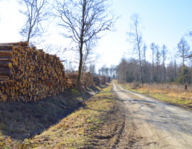 Waldweg mit Holzstamm Stapel am Rand