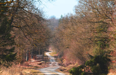 langer Weg durch den Wald