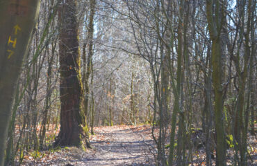 Trampelpfad durch einen Laubwald