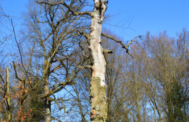 Baumstamm und Baumkronen mit blauem Himmel im Hintergrund