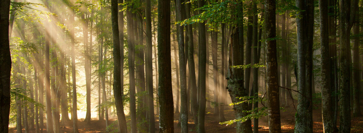 dichter Wald mit Sonneneinstrahlung