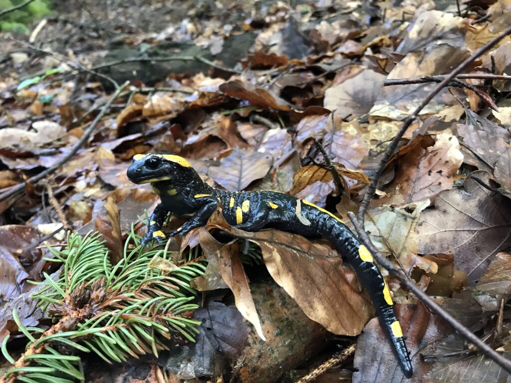 Salamander auf Laub