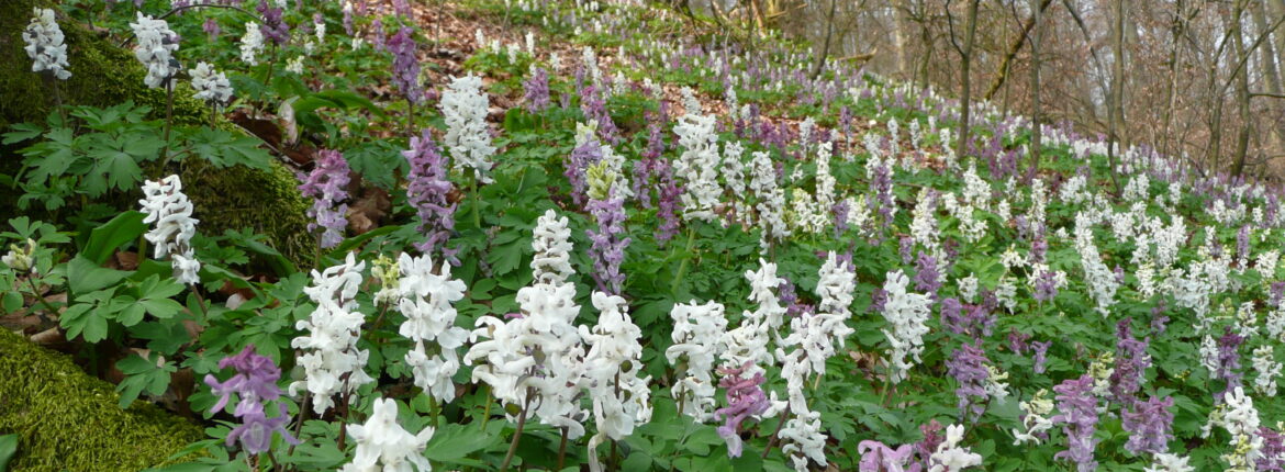 Frühblüher im Wald