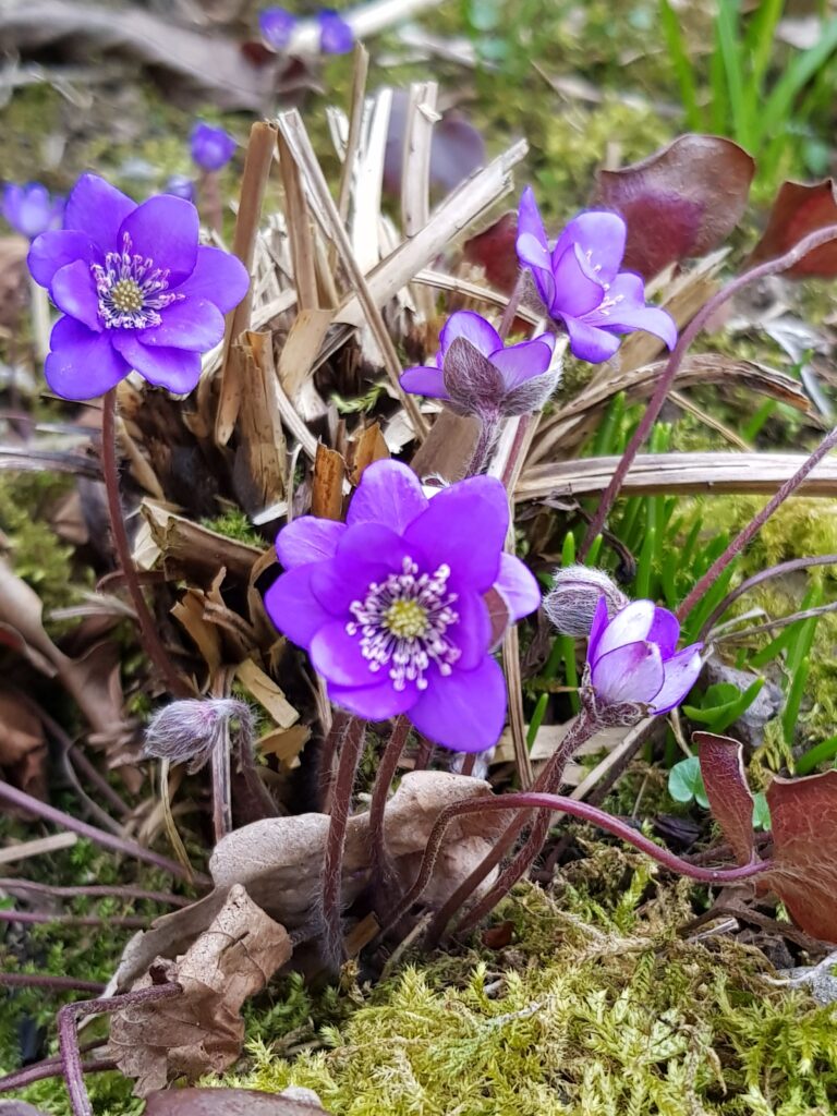 Nahaufnahm von Frühblüher im Wald