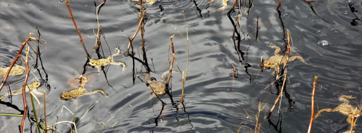 Kröten im Wasser