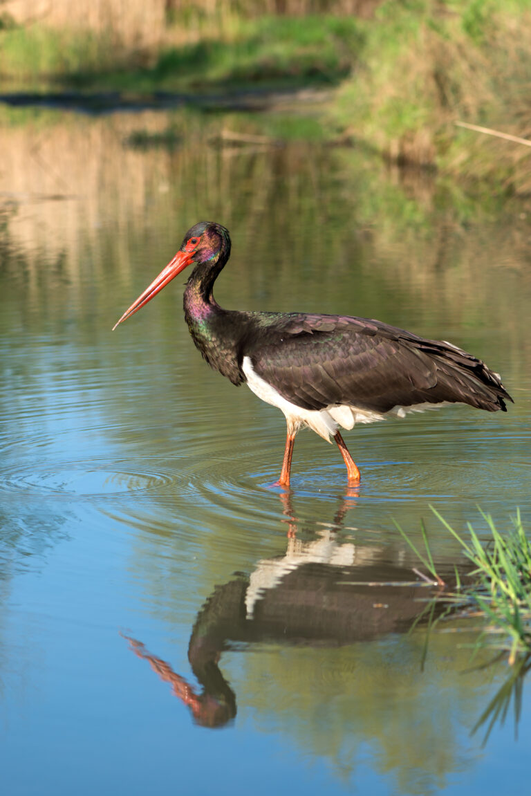 Storch im Wasser