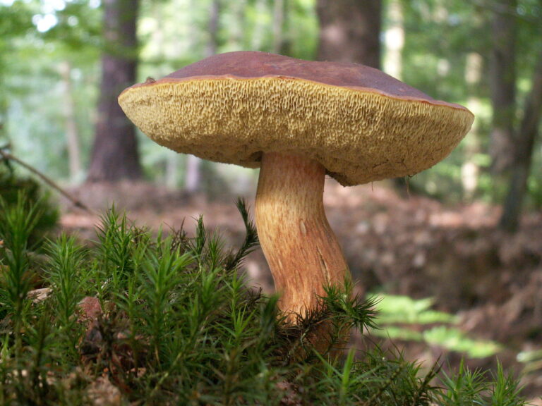 Pilz