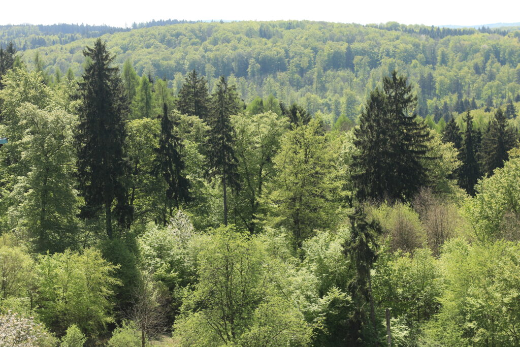 Vogelblick auf Tannenwald