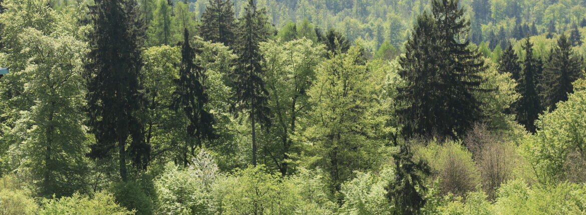 Vogelblick auf Tannenwald