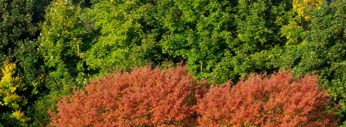 Vogelblick auf grüne Bäume und teilweise schon orange gefärbte Bäume