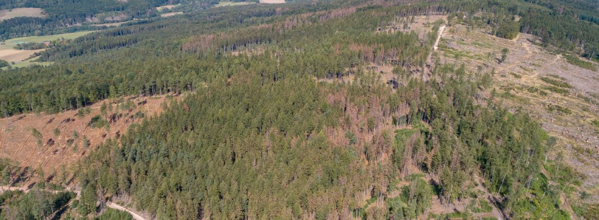 Vogelblick auf Tannenwald