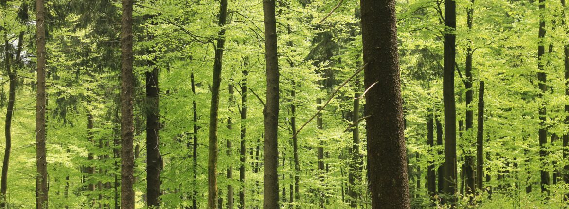 grüner Wald