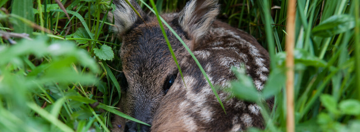 Rehkitz im Gras